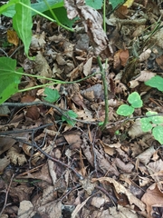 Acer tegmentosum