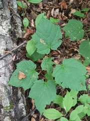 Acer tegmentosum