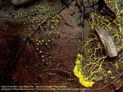 Physarum cremiluteum