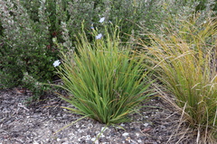 Orthrosanthus multiflorus