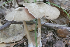 Entoloma fuscosquamosum