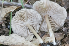Entoloma fuscosquamosum