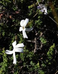 Jamesbrittenia calciphila