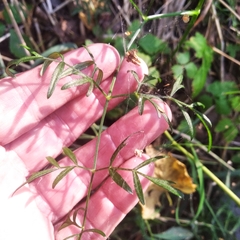 Kadenia dubia