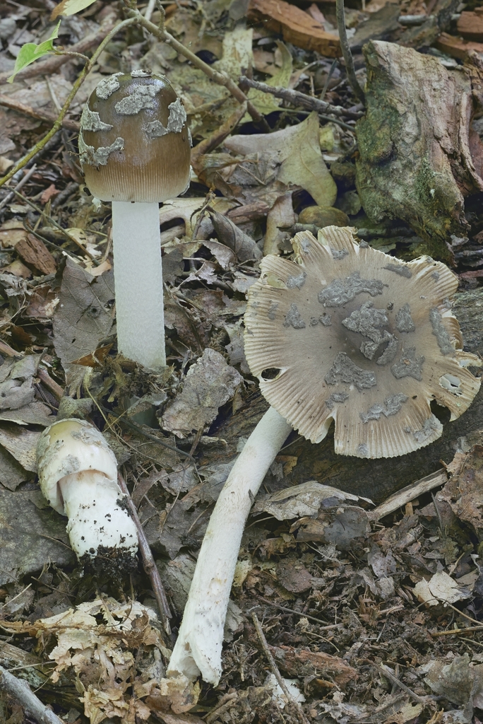 Amanita sororcula