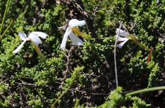 Jamesbrittenia calciphila