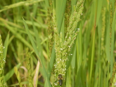 Apis mellifera unicolor