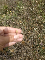 Xeranthemum cylindraceum