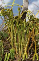 Phlegmariurus gnidioides