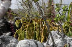 Phlegmariurus gnidioides