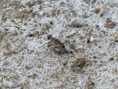 Cephalota circumdata circumdata