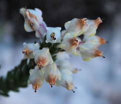 Erica calcareophila