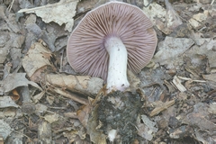 Cortinarius vagabundus