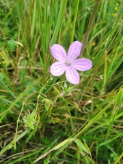 Geranium asphodeloides tauricum
