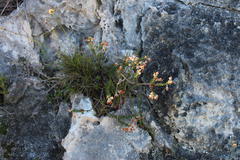 Erica calcareophila