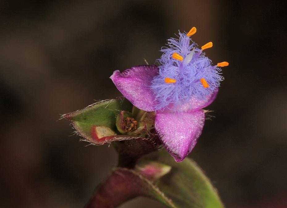 Cyanotis lapidosa