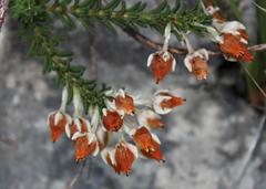 Erica calcareophila