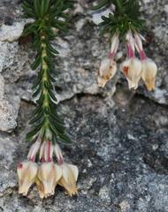 Erica calcareophila