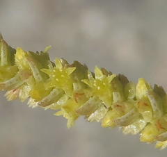 Crassula muscosa muscosa