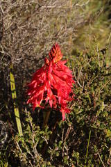 Disa ferruginea