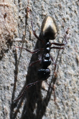 Dolichoderus inferus