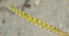 Crassula muscosa muscosa