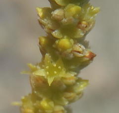 Crassula muscosa muscosa