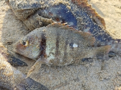 Lutjanus rivulatus