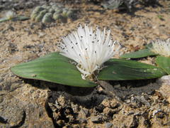 Massonia