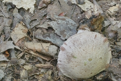 Cortinarius vagabundus