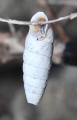 Fauxulus