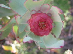 Leucadendron pubibracteolatum