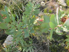 Leucadendron pubibracteolatum