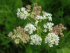 Meum athamanticum