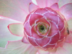 Leucadendron pubibracteolatum