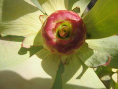 Leucadendron pubibracteolatum
