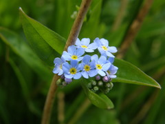 Myosotis nemorosa
