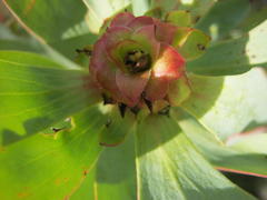 Leucadendron pubibracteolatum