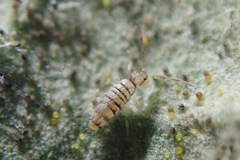 Entomobrya nigrocincta