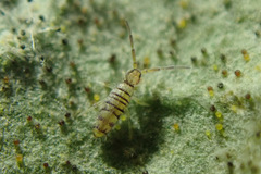 Entomobrya nigrocincta