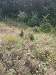 Verbascum pyramidatum