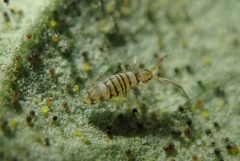 Entomobrya nigrocincta