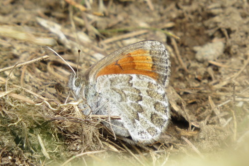 Swiss Brassy Ringlet photo 2