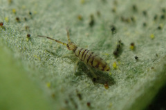 Entomobrya nigrocincta