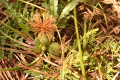 Centaurea ultreiae