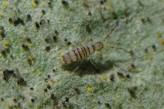 Entomobrya nigrocincta