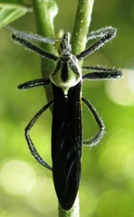 Aristathlus iopterus