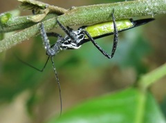 Aristathlus iopterus