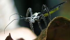 Aristathlus iopterus