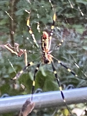 Trichonephila clavata